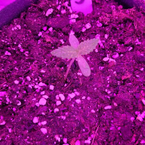 3x Special Kush #1 Outdoor growlog timeline photo