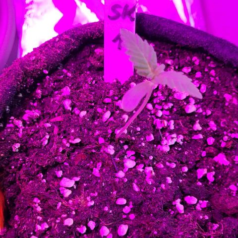 3x Special Kush #1 Outdoor growlog timeline photo