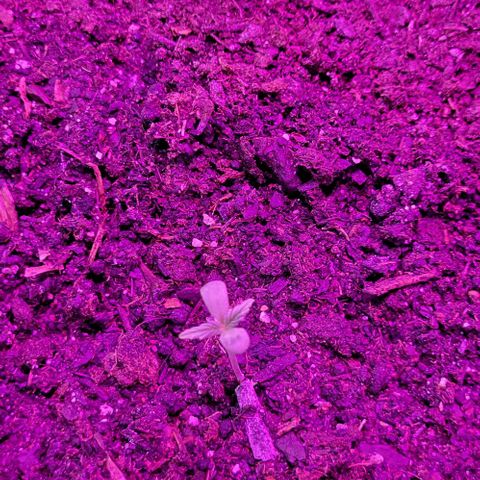 Easy Bud Automatic (Windowsill)  growlog timeline photo