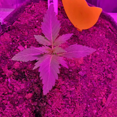Mimosa Automatic (Windowsill)  growlog timeline photo