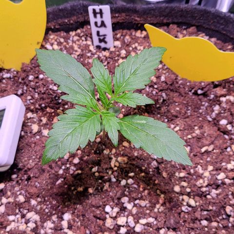 HulkBerry Automatic (40x40 Growbox)  growlog timeline photo
