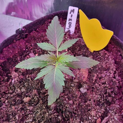 Mimosa Automatic (Windowsill)  growlog timeline photo