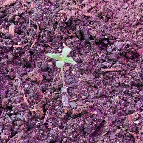 Easy Bud Automatic (Windowsill)  growlog timeline photo