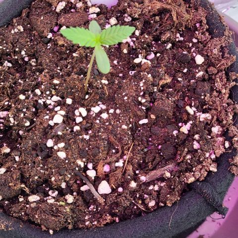 3x Special Kush #1 Outdoor growlog timeline photo