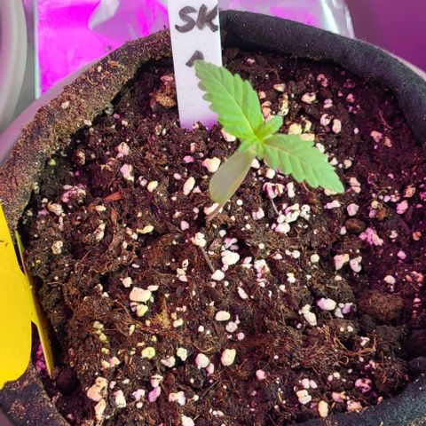 3x Special Kush #1 Outdoor growlog timeline photo