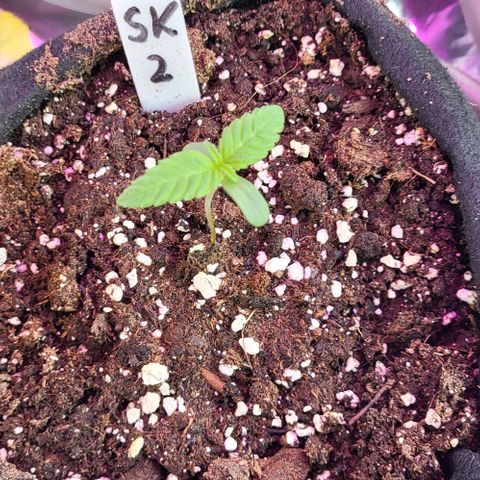 3x Special Kush #1 Outdoor growlog timeline photo