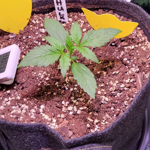 HulkBerry Automatic (40x40 Growbox)  growlog timeline photo