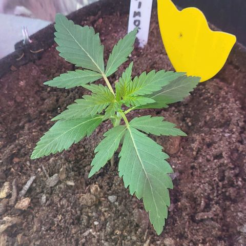 Mimosa Automatic (Windowsill)  growlog timeline photo