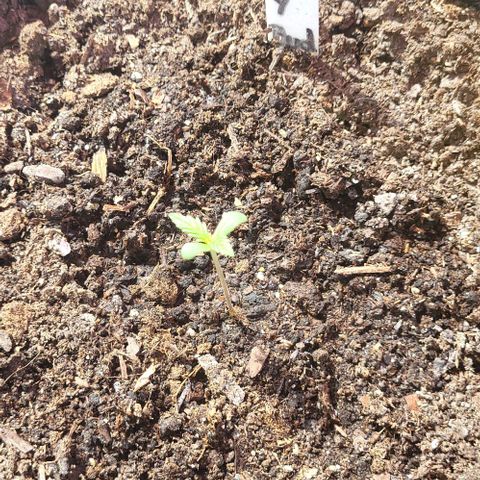 Easy Bud Automatic (Windowsill)  growlog timeline photo