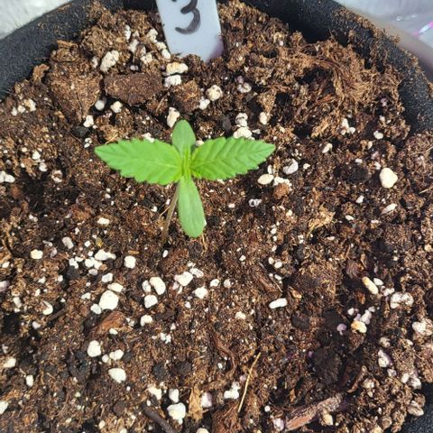 3x Special Kush #1 Outdoor growlog timeline photo