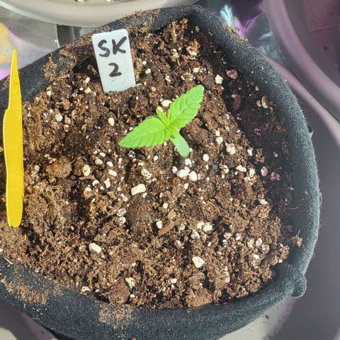 3x Special Kush #1 Outdoor growlog timeline photo