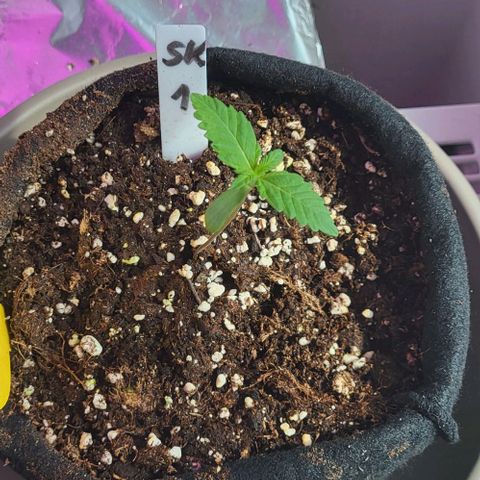 3x Special Kush #1 Outdoor growlog timeline photo