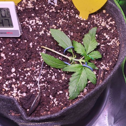 HulkBerry Automatic (40x40 Growbox)  growlog timeline photo