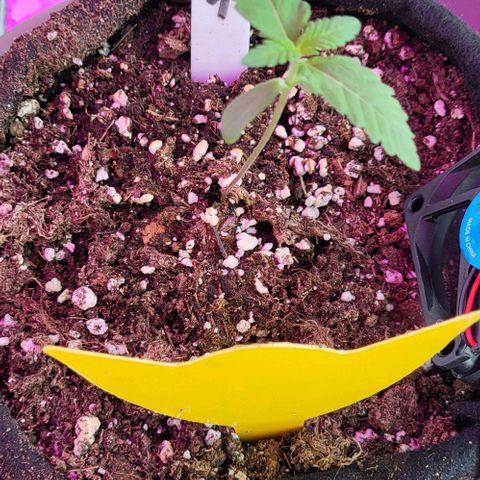 3x Special Kush #1 Outdoor growlog timeline photo