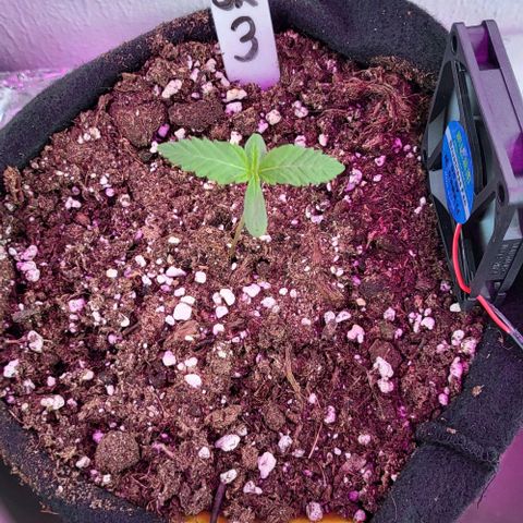 3x Special Kush #1 Outdoor growlog timeline photo
