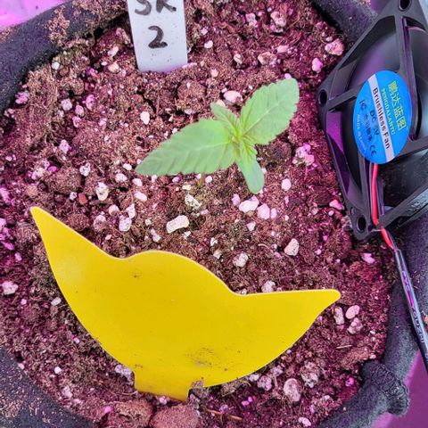 3x Special Kush #1 Outdoor growlog timeline photo