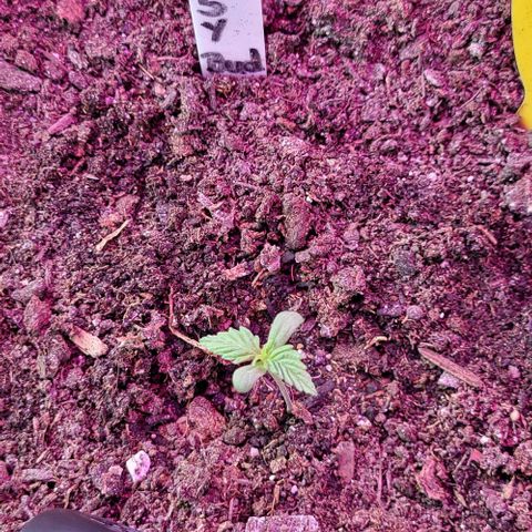 Easy Bud Automatic (Windowsill)  growlog timeline photo