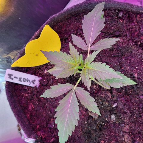 Mimosa Automatic (Windowsill)  growlog timeline photo