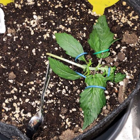 HulkBerry Automatic (40x40 Growbox)  growlog timeline photo