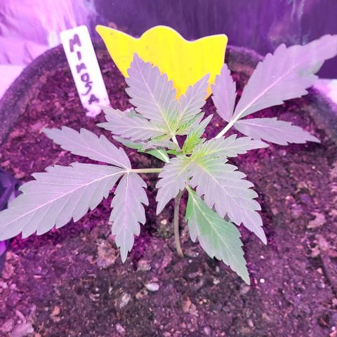 Mimosa Automatic (Windowsill)  growlog timeline photo