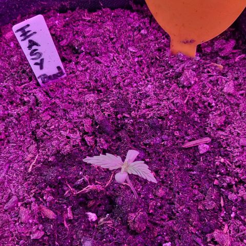 Easy Bud Automatic (Windowsill)  growlog timeline photo