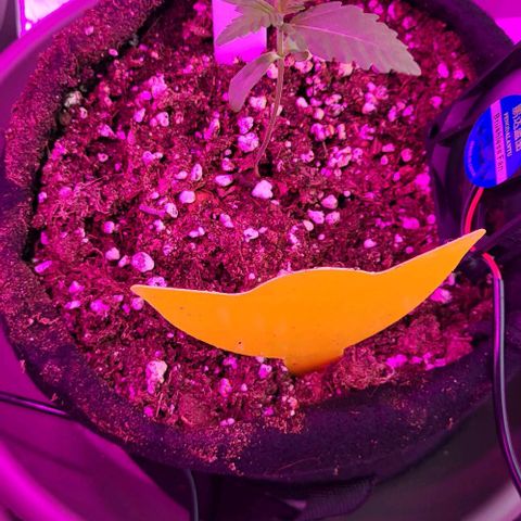 3x Special Kush #1 Outdoor growlog timeline photo