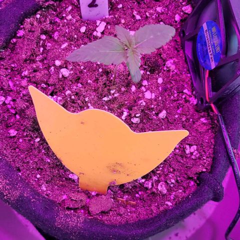 3x Special Kush #1 Outdoor growlog timeline photo