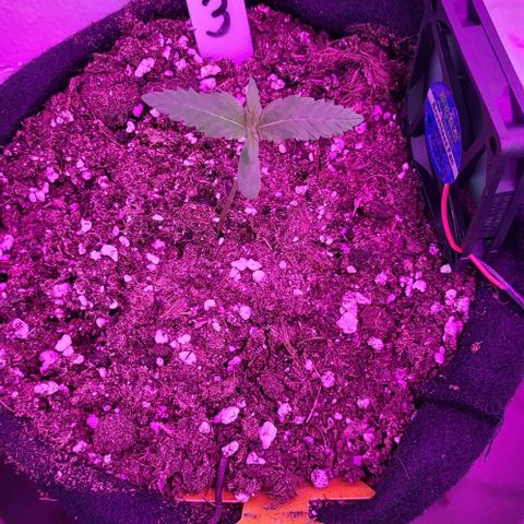 3x Special Kush #1 Outdoor growlog timeline photo