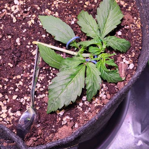 HulkBerry Automatic (40x40 Growbox)  growlog timeline photo