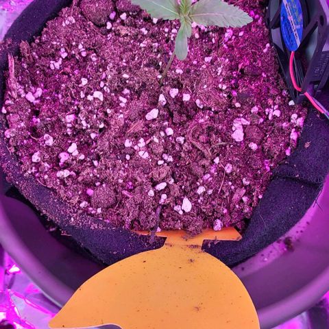 3x Special Kush #1 Outdoor growlog timeline photo