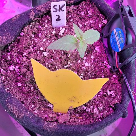 3x Special Kush #1 Outdoor growlog timeline photo