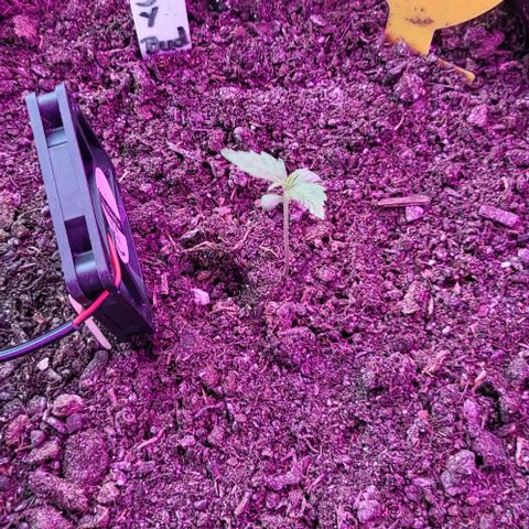 Easy Bud Automatic (Windowsill)  growlog timeline photo