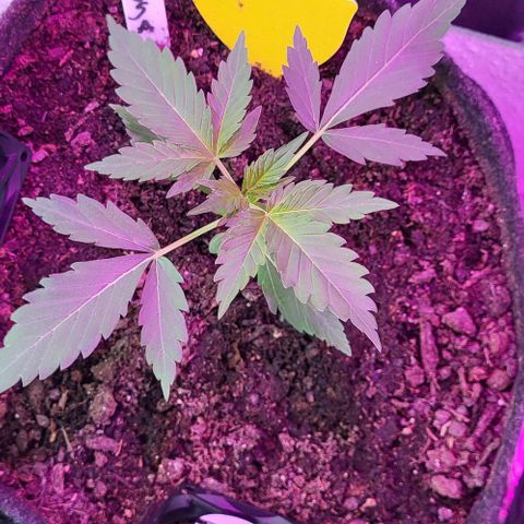 Mimosa Automatic (Windowsill)  growlog timeline photo
