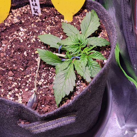 HulkBerry Automatic (40x40 Growbox)  growlog timeline photo