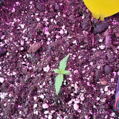 Easy Bud Automatic (Windowsill)  growlog timeline photo