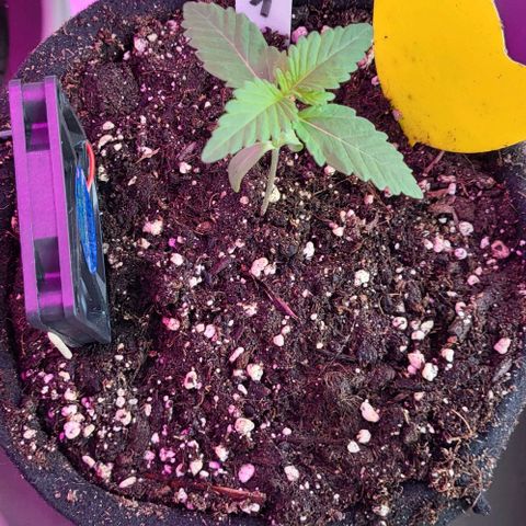 3x Special Kush #1 Outdoor growlog timeline photo