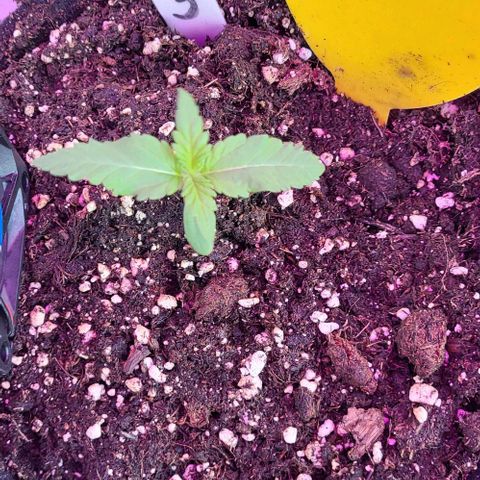 3x Special Kush #1 Outdoor growlog timeline photo