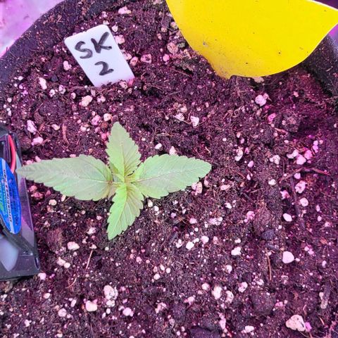 3x Special Kush #1 Outdoor growlog timeline photo