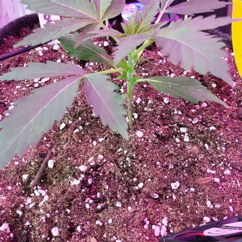 Mimosa Automatic (Windowsill)  growlog timeline photo