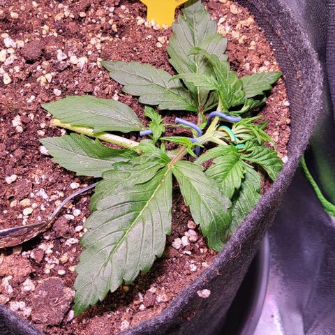 HulkBerry Automatic (40x40 Growbox)  growlog timeline photo