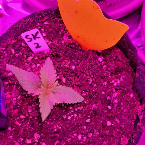 3x Special Kush #1 Outdoor growlog timeline photo