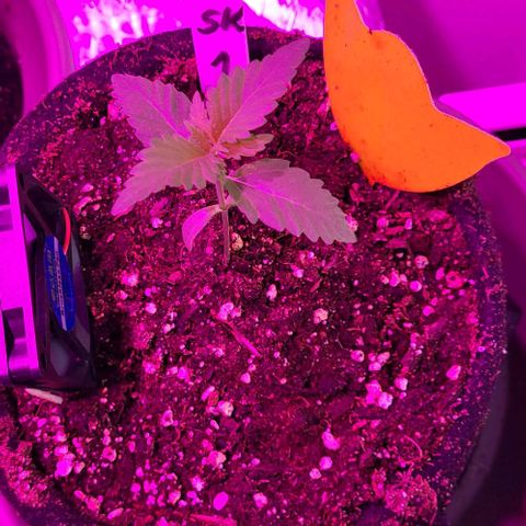 3x Special Kush #1 Outdoor growlog timeline photo