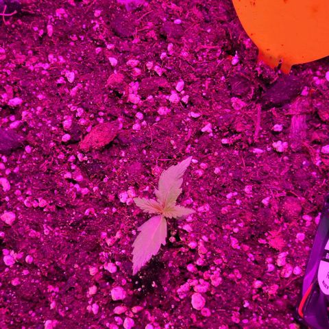 Easy Bud Automatic (Windowsill)  growlog timeline photo