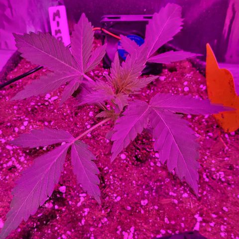 Mimosa Automatic (Windowsill)  growlog timeline photo