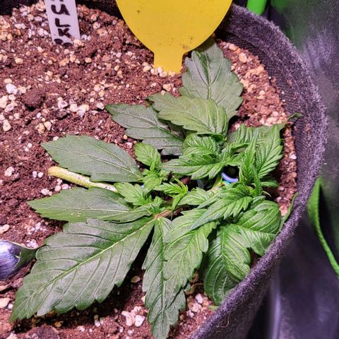 HulkBerry Automatic (40x40 Growbox)  growlog timeline photo