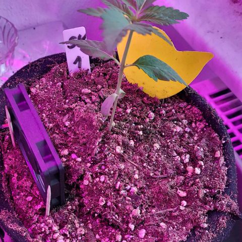 3x Special Kush #1 Outdoor growlog timeline photo