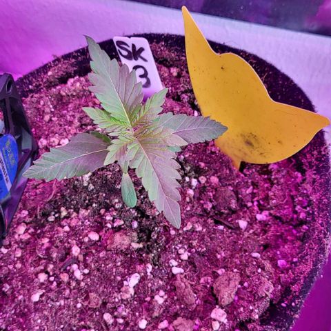3x Special Kush #1 Outdoor growlog timeline photo