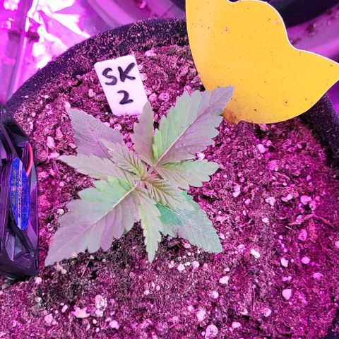 3x Special Kush #1 Outdoor growlog timeline photo