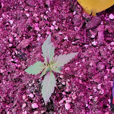 Easy Bud Automatic (Windowsill)  growlog timeline photo