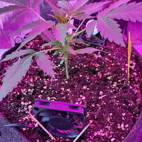 Mimosa Automatic (Windowsill)  growlog timeline photo